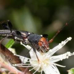 Amphirhoe decora at Acton, ACT - 2 Jan 2023