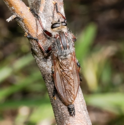 Neoaratus hercules (Herculean Robber Fly) at Acton, ACT - 1 Jan 2023 by Roger