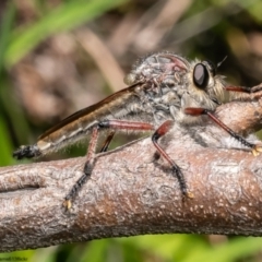 Neoaratus hercules at Acton, ACT - 2 Jan 2023 09:48 AM