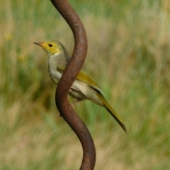 Ptilotula penicillata (White-plumed Honeyeater) at Symonston, ACT - 1 Jan 2023 by CallumBraeRuralProperty