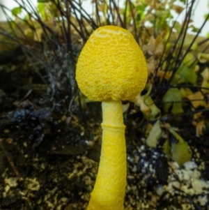 Leucocoprinus birnbaumii at Curtin, ACT - 1 Jan 2023 12:21 PM