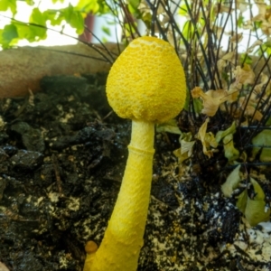 Leucocoprinus birnbaumii at Curtin, ACT - 1 Jan 2023