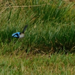 Malurus cyaneus at Symonston, ACT - 2 Jan 2023