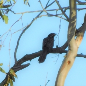 Eudynamys orientalis at Symonston, ACT - 1 Jan 2023