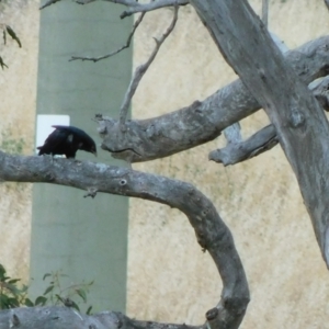 Eudynamys orientalis at Symonston, ACT - 1 Jan 2023