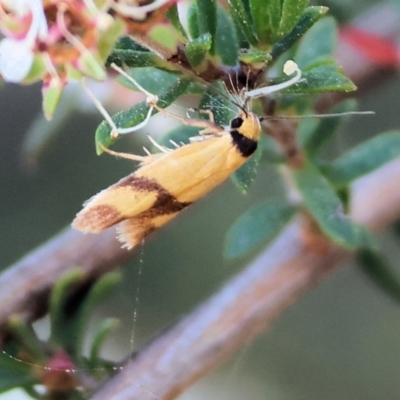 Unverified Moth (Lepidoptera) at Pambula Beach, NSW - 28 Dec 2022 by KylieWaldon
