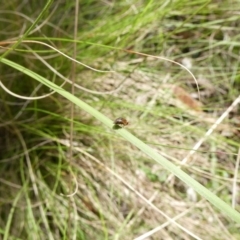 Steganopsis melanogaster (A lauxaniid fly) at QPRC LGA - 26 Nov 2022 by arjay