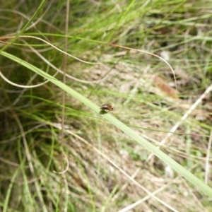 Steganopsis melanogaster at Charleys Forest, NSW - 26 Nov 2022