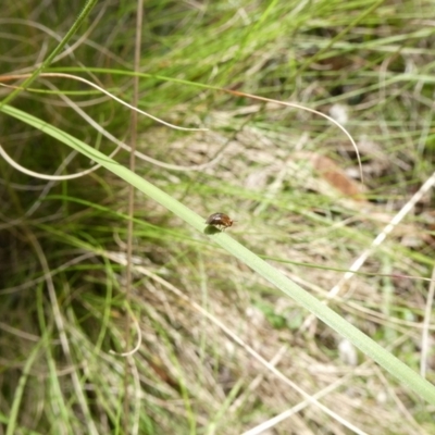 Steganopsis melanogaster (A lauxaniid fly) at Charleys Forest, NSW - 26 Nov 2022 by arjay