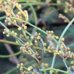 Cassytha (genus) (Dodder) at Pambula Beach, NSW - 28 Dec 2022 by KylieWaldon
