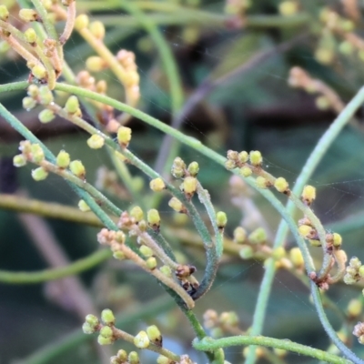 Cassytha (genus) (Dodder) at Pambula Beach, NSW - 28 Dec 2022 by KylieWaldon