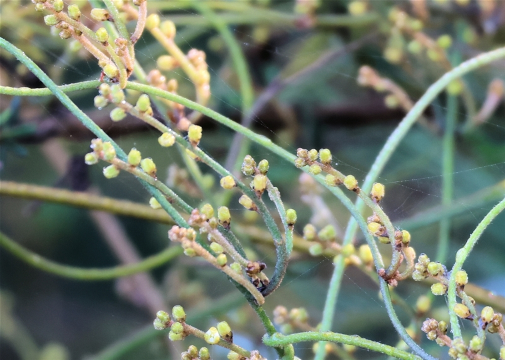 Cassytha (genus) at Pambula Beach, NSW - 28 Dec 2022 08:13 AM
