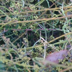 Cassytha sp. at Pambula Beach, NSW - 28 Dec 2022 08:13 AM