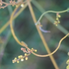 Cassytha (genus) at Pambula Beach, NSW - 28 Dec 2022 08:13 AM
