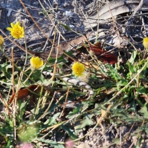 Hypochaeris radicata at Pambula Beach, NSW - 28 Dec 2022