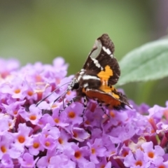 Hecatesia fenestrata (Common Whistling Moth) at Penrose, NSW - 31 Dec 2022 by Aussiegall