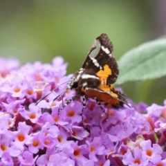 Hecatesia fenestrata (Common Whistling Moth) at Penrose - 31 Dec 2022 by Aussiegall