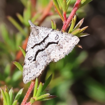 Dichromodes mesogonia (Widespread Heath Moth) at Pambula Beach, NSW - 28 Dec 2022 by KylieWaldon