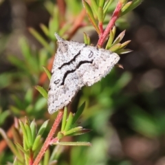 Dichromodes mesogonia at suppressed - 28 Dec 2022 08:15 AM