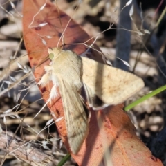 Unidentified Noctuoid moth (except Arctiinae) at Pambula Beach, NSW - 27 Dec 2022 by KylieWaldon