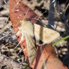 Unidentified Moth (Lepidoptera) (TBC) at Pambula Beach, NSW - 27 Dec 2022 by KylieWaldon