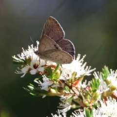 Erina hyacinthina (Varied Dusky-blue) at Pambula Beach, NSW - 27 Dec 2022 by KylieWaldon