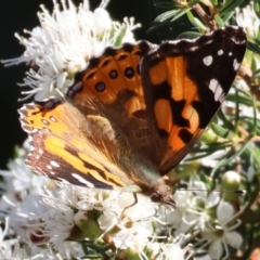 Vanessa kershawi (Australian Painted Lady) at Pambula Beach, NSW - 28 Dec 2022 by KylieWaldon