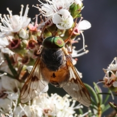 Unidentified March or Horse fly (Tabanidae) at Pambula Beach, NSW - 27 Dec 2022 by KylieWaldon