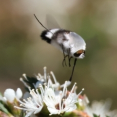 Meomyia sp. (Bee fly) at Pambula Beach, NSW - 28 Dec 2022 by KylieWaldon