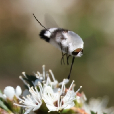 Unidentified Bee fly (Bombyliidae) at Pambula Beach, NSW - 27 Dec 2022 by KylieWaldon