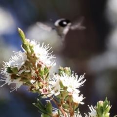 Meomyia sp. at Pambula Beach, NSW - 28 Dec 2022 08:19 AM