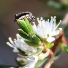 Eleale sp. (genus) (Clerid beetle) at Pambula Beach, NSW - 28 Dec 2022 by KylieWaldon