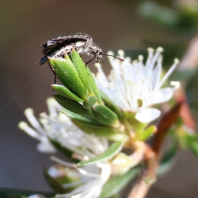 Eleale sp. (genus) (Clerid beetle) at Pambula Beach, NSW - 28 Dec 2022 by KylieWaldon