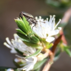 Eleale sp. (genus) at Pambula Beach, NSW - 28 Dec 2022