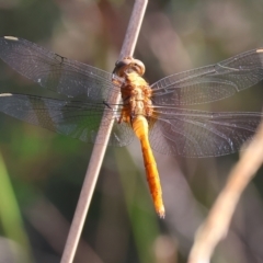 Orthetrum villosovittatum (Fiery Skimmer) at Pambula Beach, NSW - 28 Dec 2022 by KylieWaldon