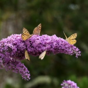 Heteronympha merope at Penrose, NSW - suppressed