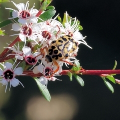 Neorrhina punctata (Spotted flower chafer) at Pambula Beach, NSW - 27 Dec 2022 by KylieWaldon