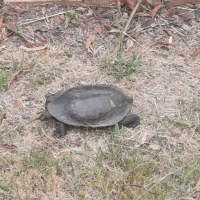 Chelodina longicollis (Eastern Long-necked Turtle) at Richardson, ACT - 30 Dec 2022 by MB