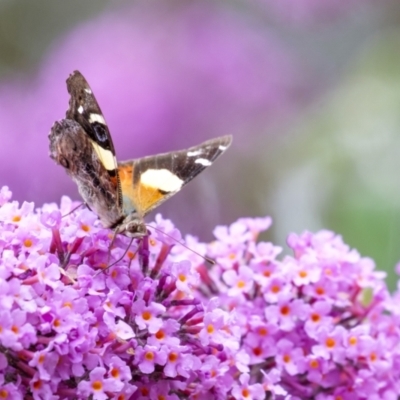 Vanessa itea (Yellow Admiral) at Penrose - 30 Dec 2022 by Aussiegall