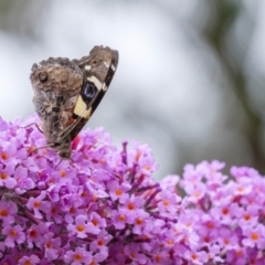 Vanessa itea at Penrose, NSW - 31 Dec 2022