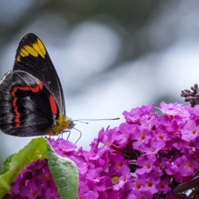 Delias nigrina (Black Jezebel) at Wingecarribee Local Government Area - 31 Dec 2022 by Aussiegall