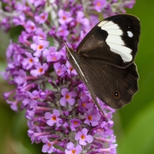 Heteronympha mirifica at Penrose, NSW - suppressed