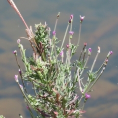 Epilobium billardiereanum (Willowherb) at Symonston, ACT - 1 Jan 2023 by RodDeb