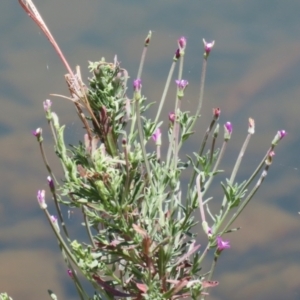 Epilobium billardiereanum at Symonston, ACT - 1 Jan 2023 12:22 PM