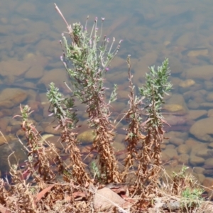 Epilobium billardiereanum at Symonston, ACT - 1 Jan 2023 12:22 PM