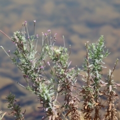 Epilobium billardiereanum at Symonston, ACT - 1 Jan 2023