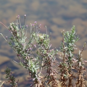 Epilobium billardiereanum at Symonston, ACT - 1 Jan 2023 12:22 PM