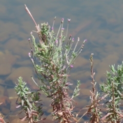 Epilobium billardiereanum at Symonston, ACT - 1 Jan 2023 12:22 PM