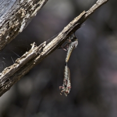 Asilinae sp. (subfamily) (Unidentified asiline Robberfly) at Stromlo, ACT - 2 Jan 2023 by MichaelWenke