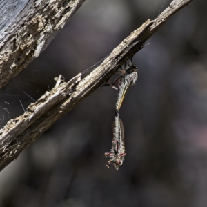 Asilinae sp. (subfamily) at Stromlo, ACT - 2 Jan 2023 10:27 AM